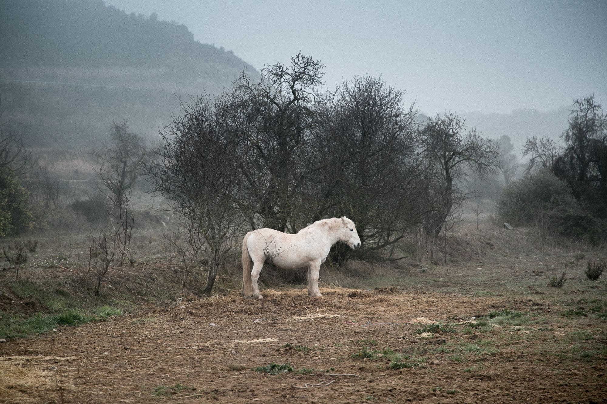 Featured image for “Land of Fog”