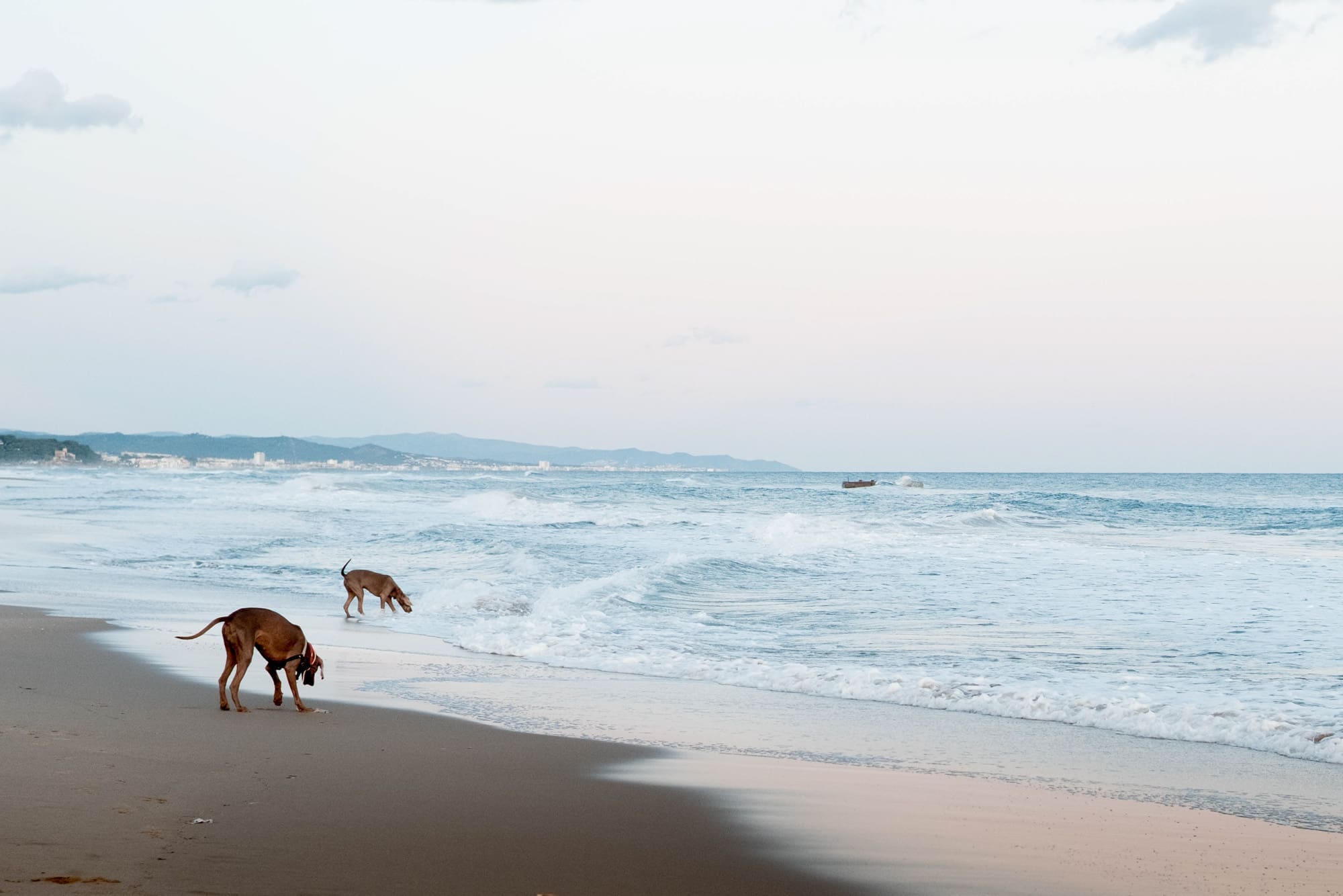 Dogs playing with waves on a beach