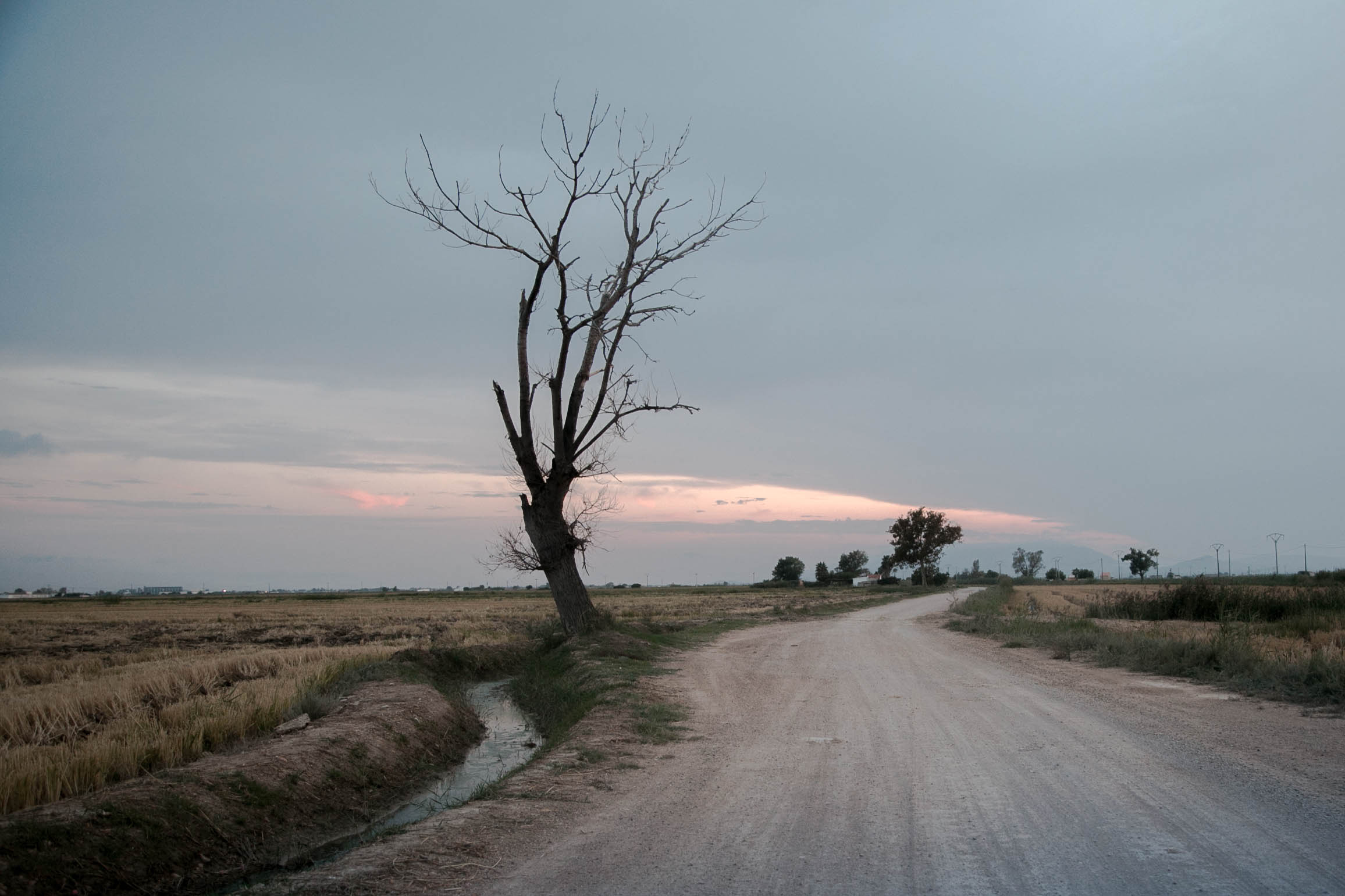 The flatland of the estuary of the river Ebro at dusk with a leafless tree marking the perimeter of a dirt road. Next to it is a small winding canal.